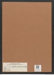 Navicula cocconeiformis Greg. (de-Toni-Nr.: Genus 1, Species 584) Zeichnungen Sammlung Grunow Mappe 00510 (Herbarium_W_Grunow_drawings_Folder_00510)